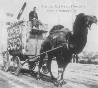 Camel pulling wagon