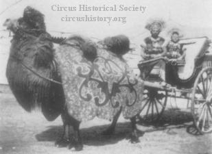 Animal pulling wagon