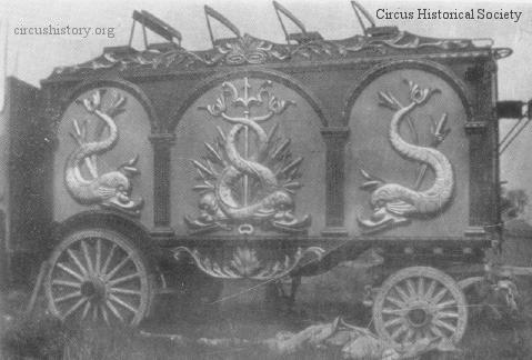 Dolphin bandwagon