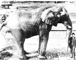 Jumbo