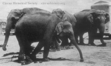 Elephants