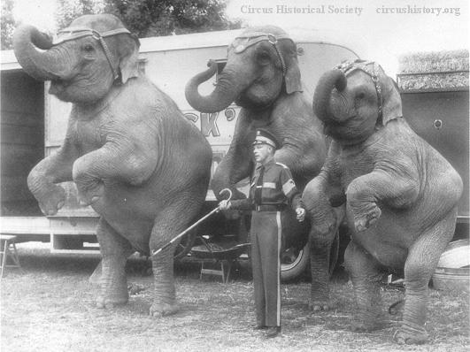 Bill and elephants 1958