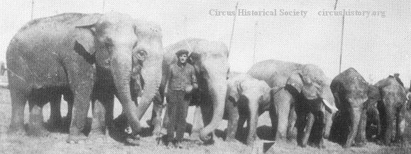 Elephant herd