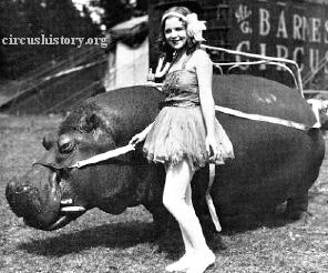 Hippo Lotus