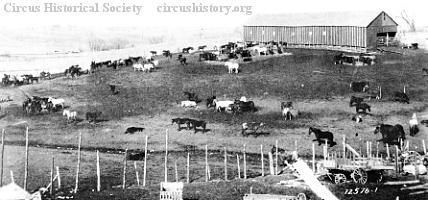 Horse barn