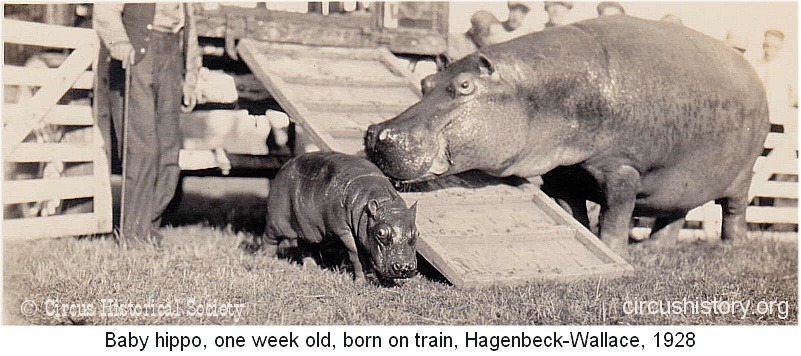 Baby Hippo
