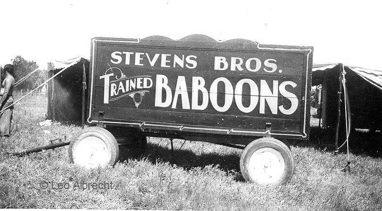 Baboon Trailer