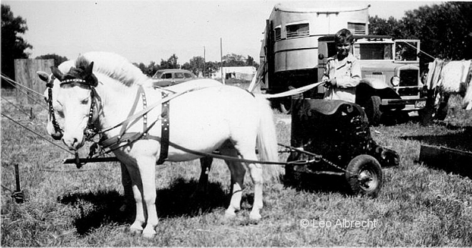 Albright's ponies, chariot